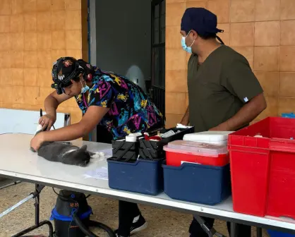 Así puedes esterilizar a tu gato o perro en Tlaxcala gratis