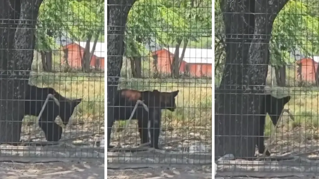 ¡Otro! Avistan oso en árbol de Lomas de San Pedro I VIDEO