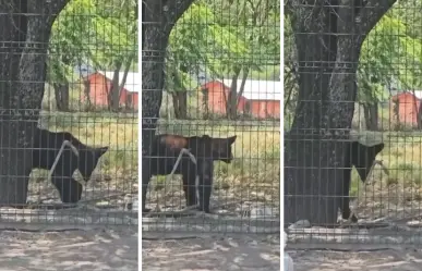 ¡Otro! Avistan oso en árbol de Lomas de San Pedro I VIDEO