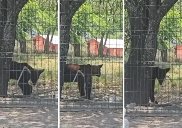 ¡Otro! Avistan oso en árbol de Lomas de San Pedro I VIDEO