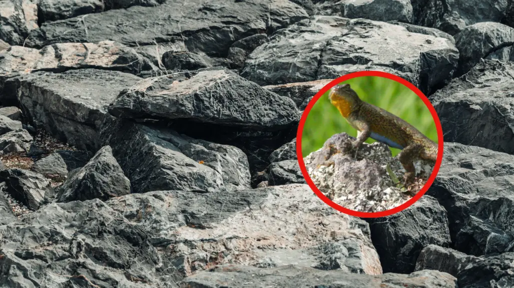La lagartija nativa de Durango que se puede encontrar en casi todos los bosques de México