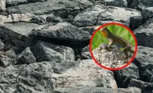 La lagartija nativa de Durango que se puede encontrar en casi todos los bosques de México