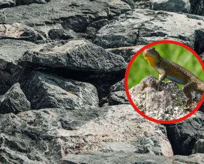 La lagartija nativa de Durango que se puede encontrar en casi todos los bosques de México
