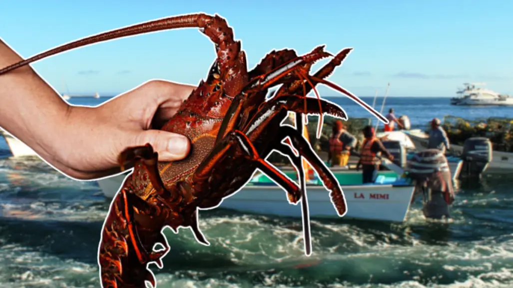 Langosta en BCS: la especie marina más codiciada del Pacífico mexicano