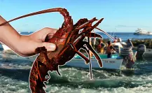 Langosta en BCS: la especie marina más codiciada del Pacífico mexicano
