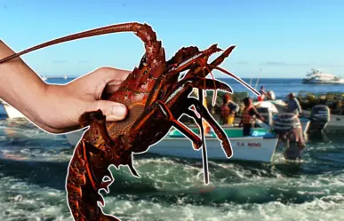 Langosta en BCS: la especie marina más codiciada del Pacífico mexicano
