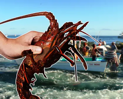 Langosta en BCS: la especie marina más codiciada del Pacífico mexicano