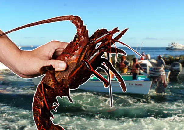 Langosta en BCS: la especie marina más codiciada del Pacífico mexicano