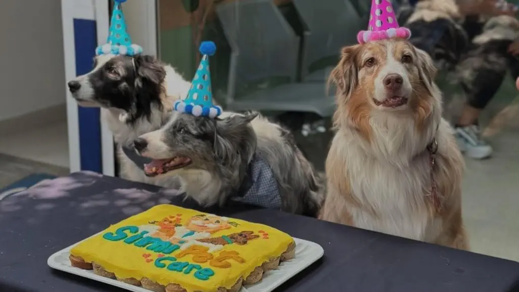 Simi Pet Care llega al Edomex: en estos municipios estarán las nuevas veterinarias del Dr. Simi
