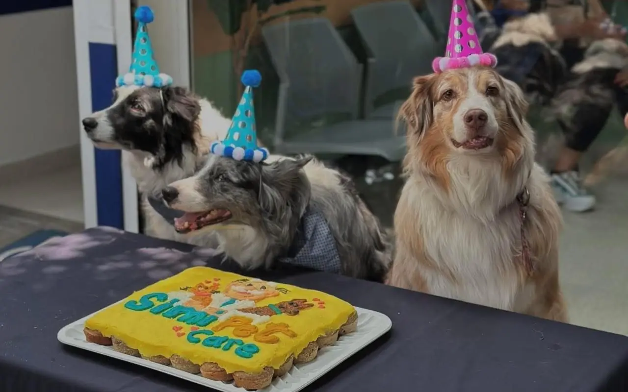 Perros con gorritos de fiesta, frente a un pastel de Simi Pet Care. Foto: X/ @DiloConPerritos (Canva)