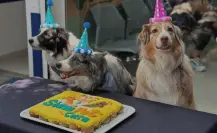 Simi Pet Care llega al Edomex: en estos municipios estarán las nuevas veterinarias del Dr. Simi