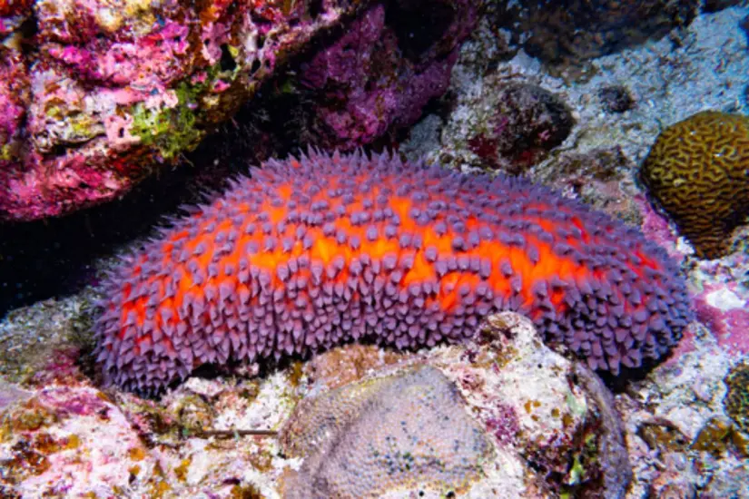 Foto: iNaturalist