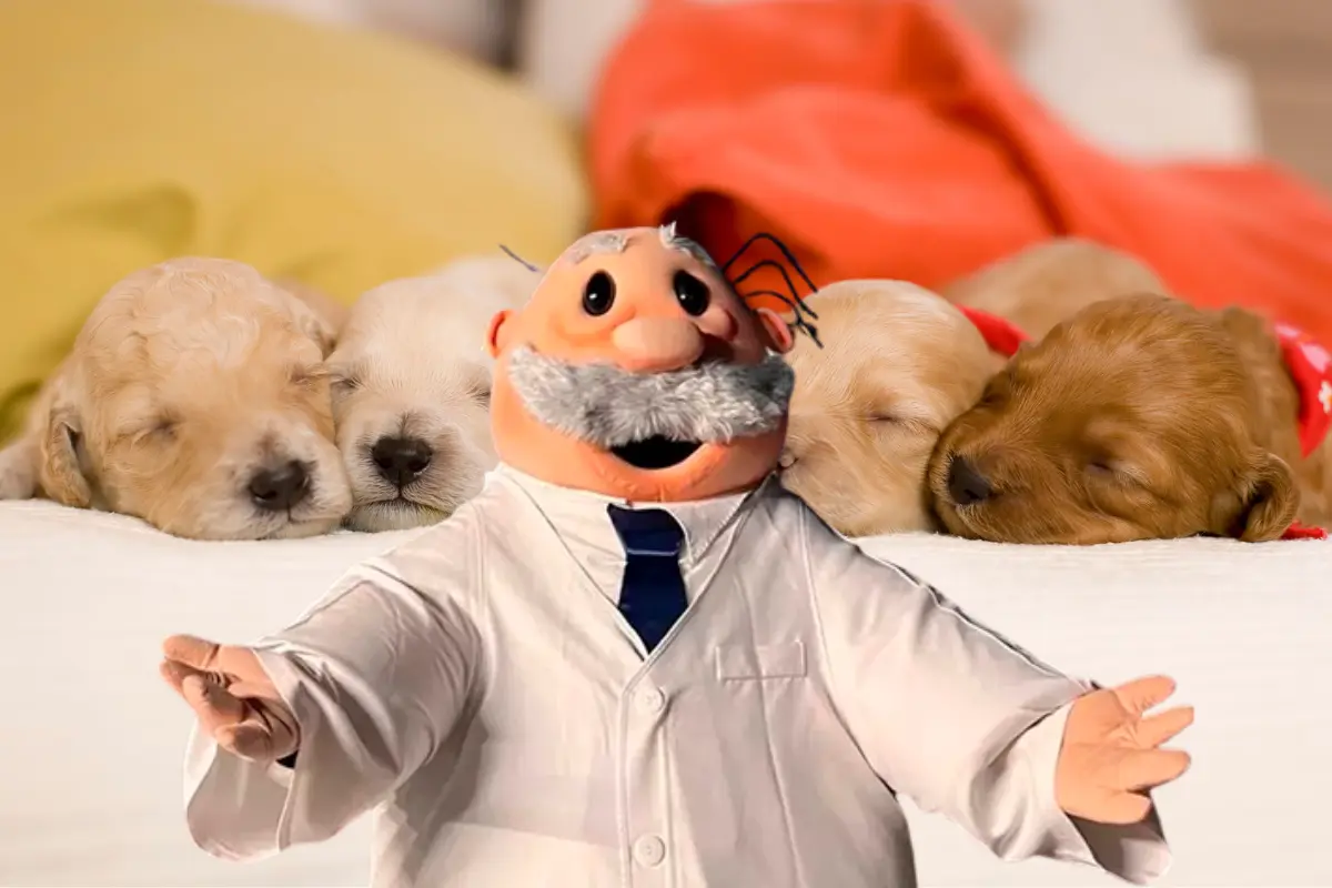 Veterinarias del Dr. Simi en CDMX. Foto: @Instagram/Simi Pet Care | Canva