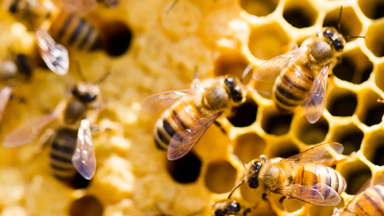 Abejas en colmena. Foto: Canva