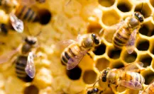 Miel pura del Edomex en riesgo: pesticidas matan a miles de abejas cada año