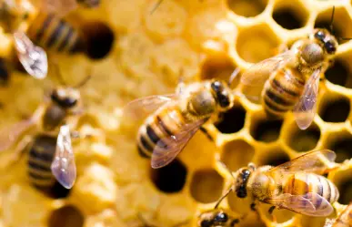 Miel pura del Edomex en riesgo: pesticidas matan a miles de abejas cada año