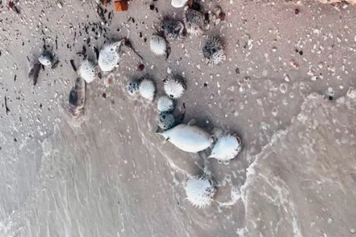 Miles de peces globo o botetes aparecieron muertos en la bahía de La Paz. ¿Qué dicen los científicos? Foto: José Norbert Álvarez Lucero.
