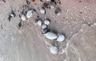 Qué provocó la muerte de miles de peces globo en La Paz según especialistas