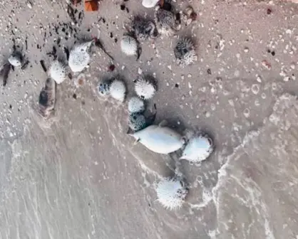 Qué provocó la muerte de miles de peces globo en La Paz según especialistas