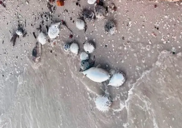 Qué provocó la muerte de miles de peces globo en La Paz según especialistas