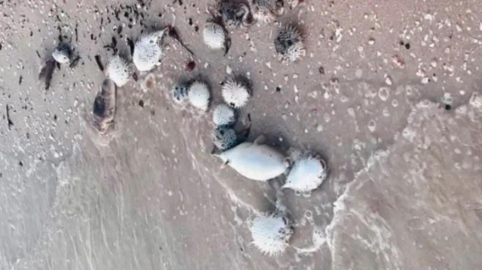 Qué provocó la muerte de miles de peces globo en La Paz según especialistas