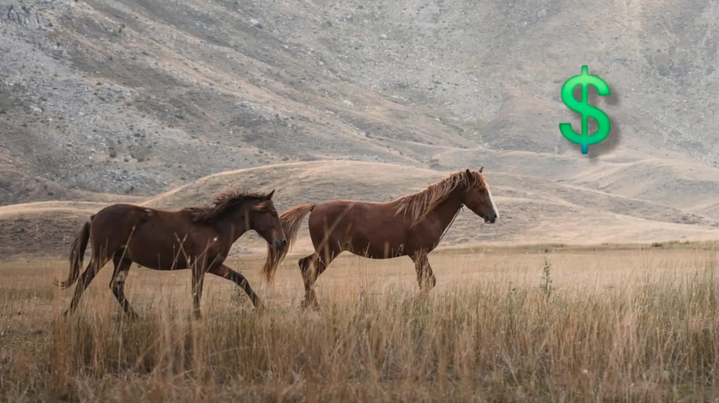 Foto: Pixabay | Conoce cuál es el precio por el que puedes comprar un caballo en Durango por Maketplace.