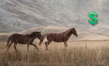 ¿Cuánto cuesta comprar un caballo en Durango? Estos son los precios en Marketplace