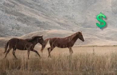 ¿Cuánto cuesta comprar un caballo en Durango? Estos son los precios en Marketplace