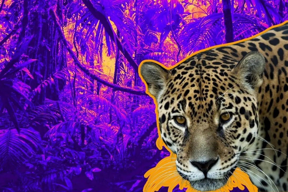 El jaguar panthera onca se adapta para habitar en montañas y hasta desiertos. Foto: Canva