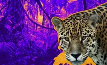 El felino silvestre de Nuevo León que puede llegar a medir hasta 2.41 metros de longitud