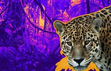 El felino silvestre de Nuevo León que puede llegar a medir hasta 2.41 metros de longitud