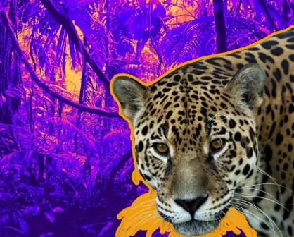 El felino silvestre de Nuevo León que puede llegar a medir hasta 2.41 metros de longitud