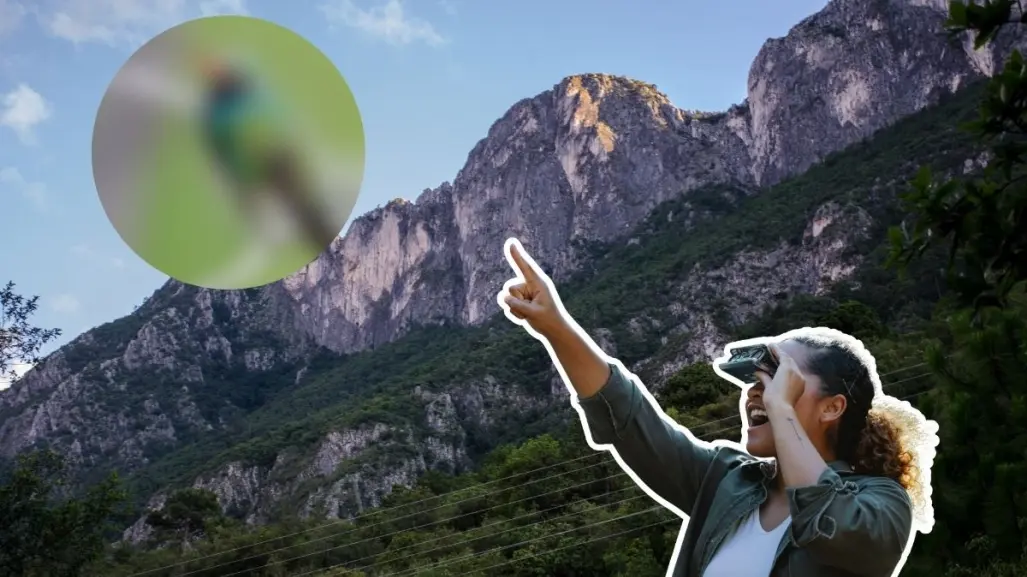 Este es el animal nativo de Nuevo León que puedes ver en tu jardín todo el año