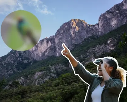 Este es el animal nativo de Nuevo León que puedes ver en tu jardín todo el año