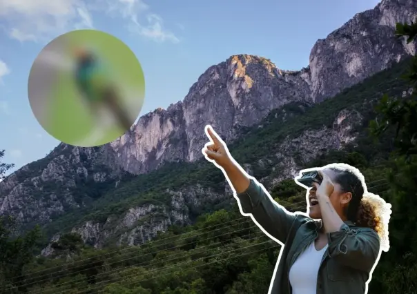Este es el animal nativo de Nuevo León que puedes ver en tu jardín todo el año