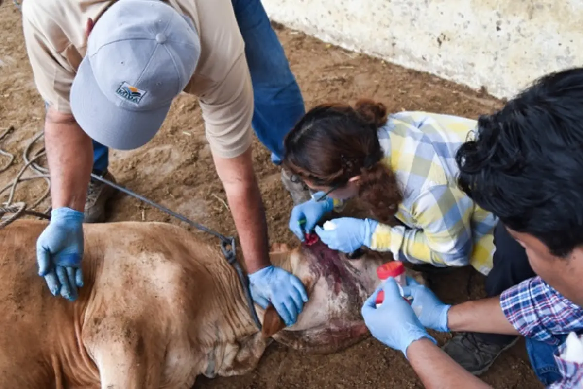 El Senasica imparte este taller con el objetivo de capacitar al personal de diversas instancias para atender de manera oportuna y efectiva cualquier sospecha que pudiera presentarse de GBG. Foto: SENASICA