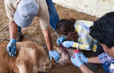 Este vecino de Tamaulipas capacita a especialistas contra el gusano barrenador