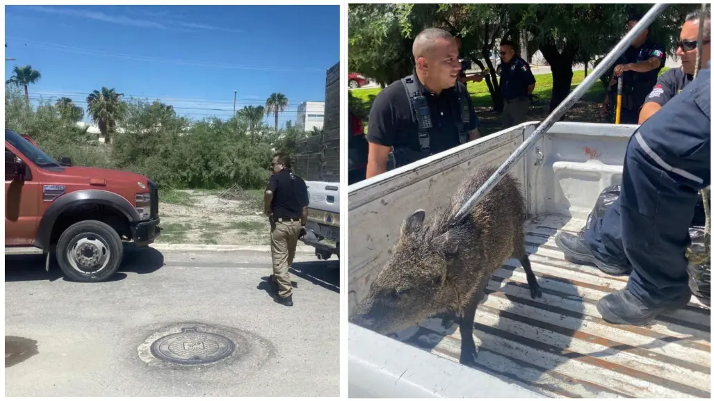 ¡Jabalíes sueltos en Torreón! Rescatan a uno en fraccionamiento Viñedos