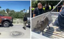 ¡Jabalíes sueltos en Torreón! Rescatan a uno en fraccionamiento Viñedos 