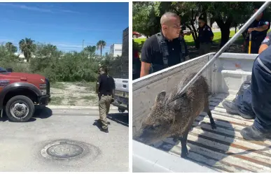 ¡Jabalíes sueltos en Torreón! Rescatan a uno en fraccionamiento Viñedos 
