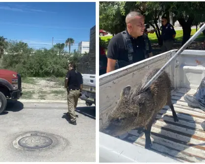 ¡Jabalíes sueltos en Torreón! Rescatan a uno en fraccionamiento Viñedos 