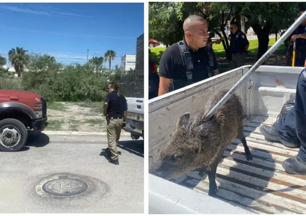 ¡Jabalíes sueltos en Torreón! Rescatan a uno en fraccionamiento Viñedos 