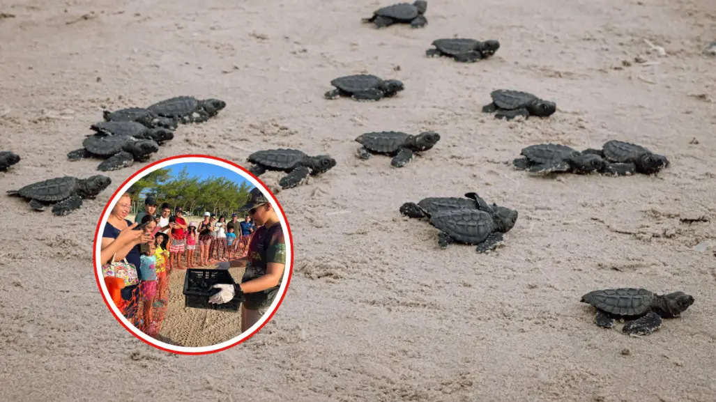 Esto debes saber sobre la tortuga lora para convertirte en un turista responsable