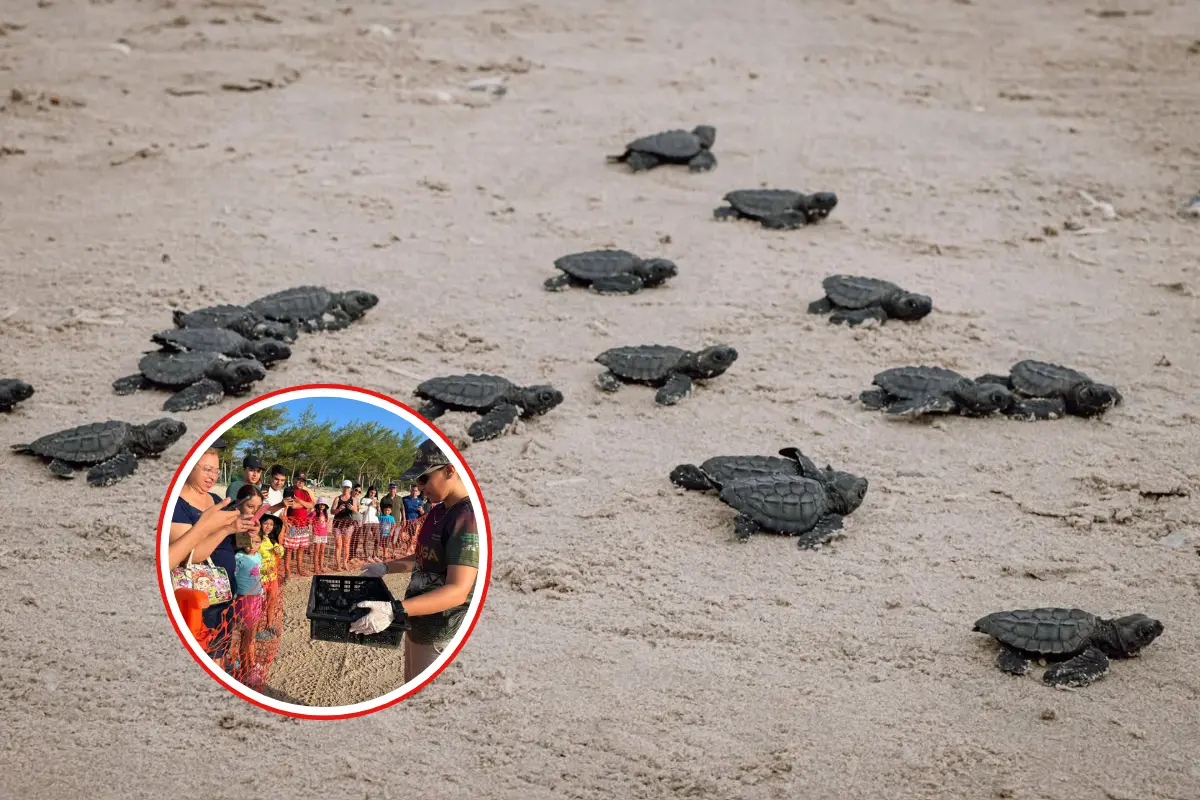 Conoce más sobre el desove y liberación de la tortuga lora en Tamaulipas | Foto: Daniel Espinoza