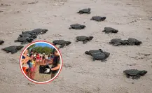 Esto debes saber sobre la tortuga lora para convertirte en un turista responsable