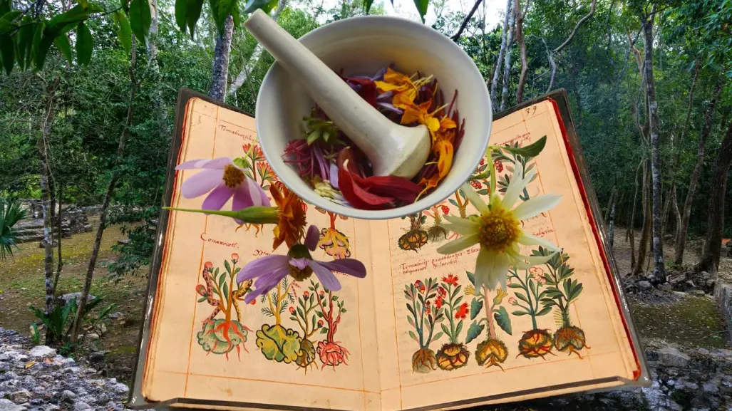 7 plantas medicinales mayas que puedes encontrar en Yucatán