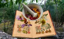 7 plantas medicinales mayas que puedes encontrar en Yucatán