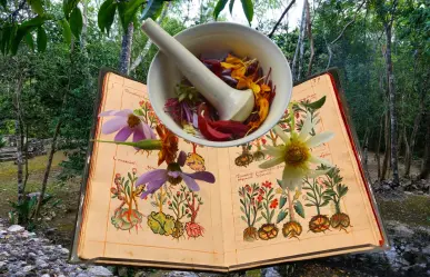 7 plantas medicinales mayas que puedes encontrar en Yucatán