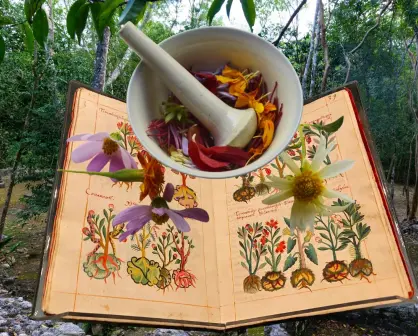 7 plantas medicinales mayas que puedes encontrar en Yucatán
