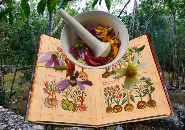 7 plantas medicinales mayas que puedes encontrar en Yucatán